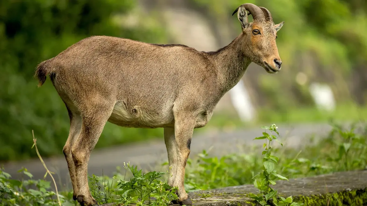 Nilgiri Tahr – Survey Reports Increase in Population