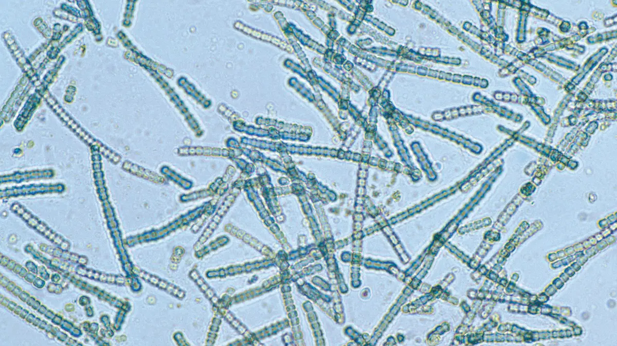 Cyanobacteria for Removing Lead from Water