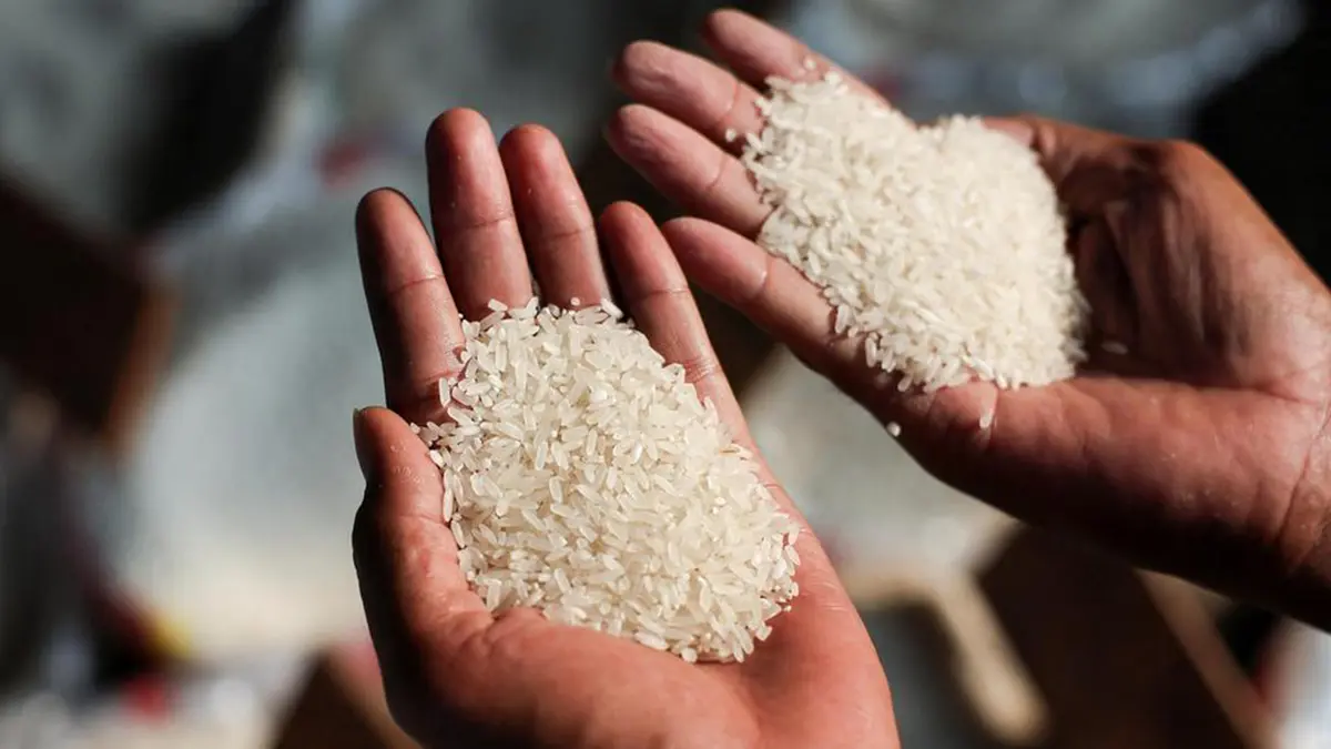 Pusa DST Rice 1: Genome-Edited Variety for Drought