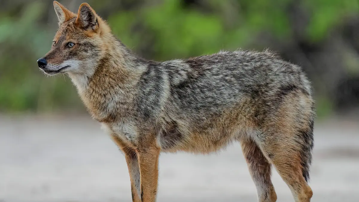 Golden Jackal Ambassador Scheme – Engaging Youth to Protect Lesser‑Known Wildlife