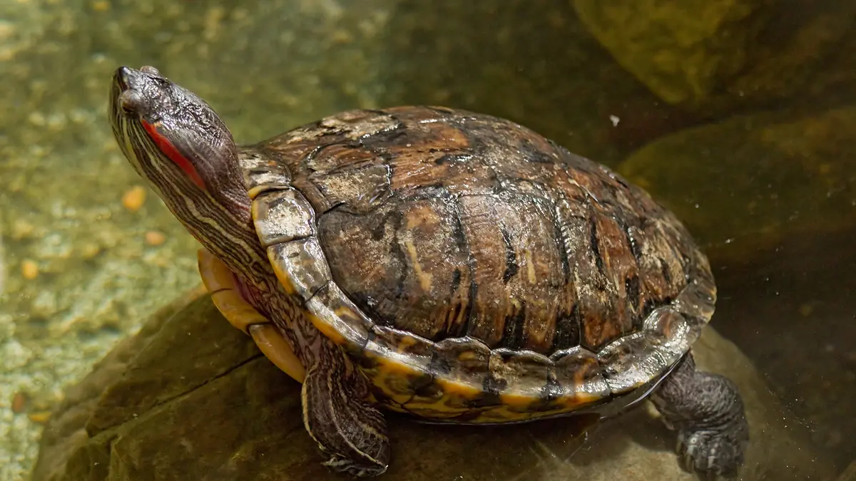 Red‑Eared Slider Turtle – An Invasive Pet Threat
