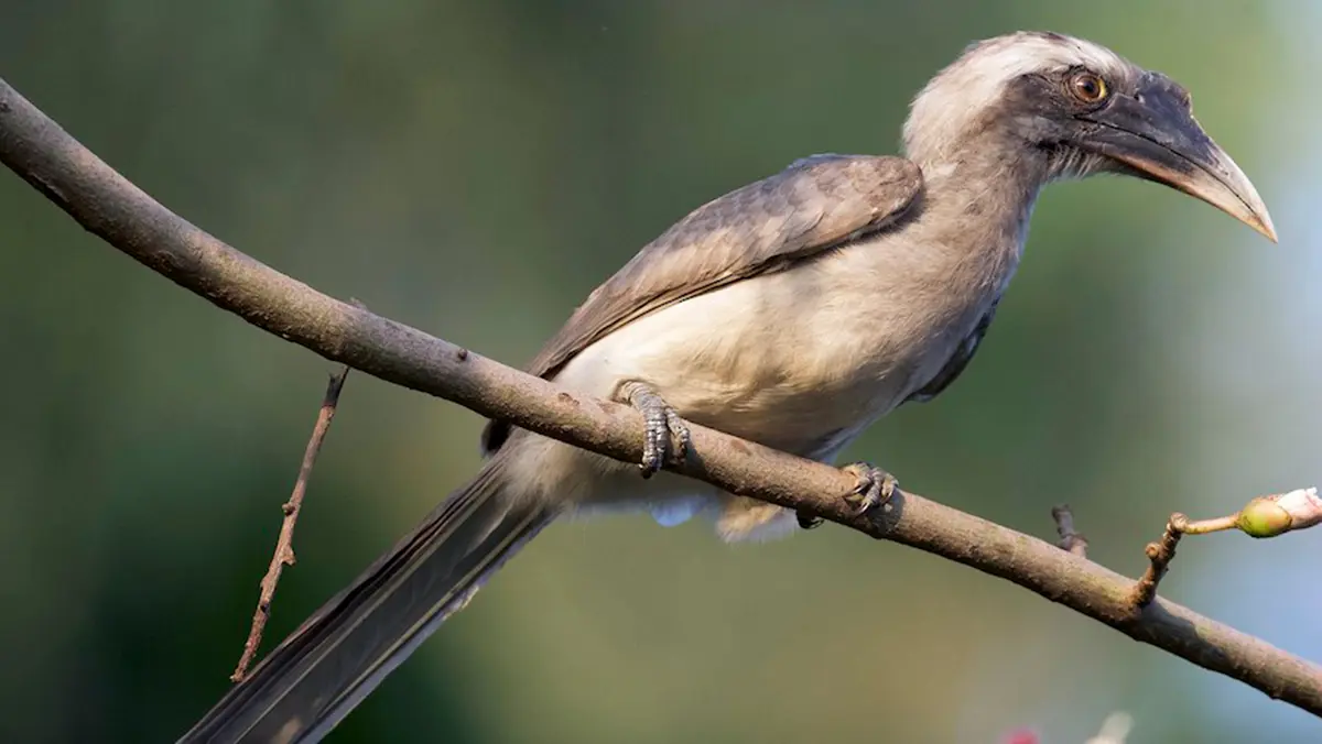 Indian Grey Hornbill