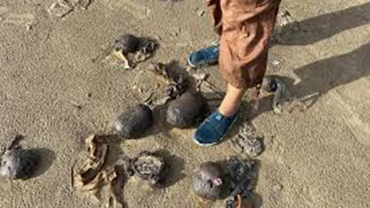 Draft Tar Balls Management Rules to Tackle Oil Residues on Coasts