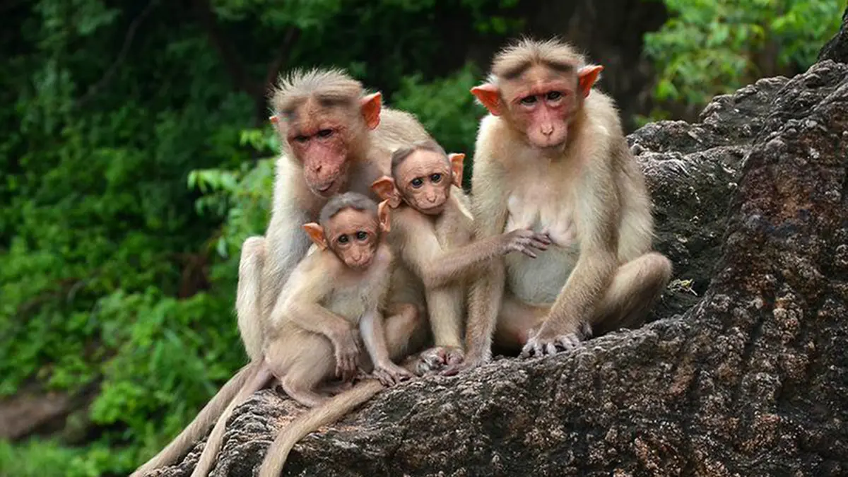 Bonnet Macaques