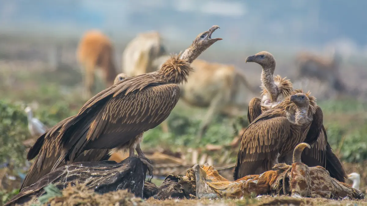 Return of the Himalayan Griffon Vulture in Melghat