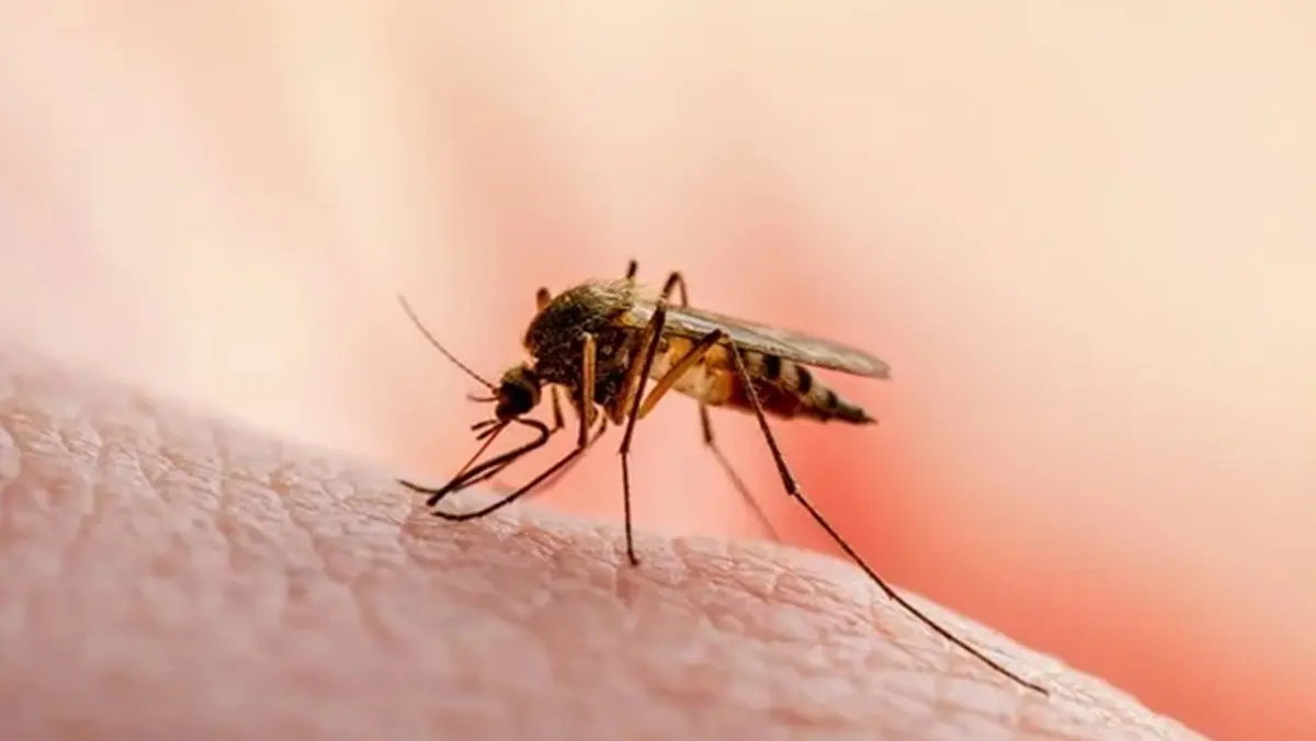Malaria Elimination: Cases Decline Drastically Across India