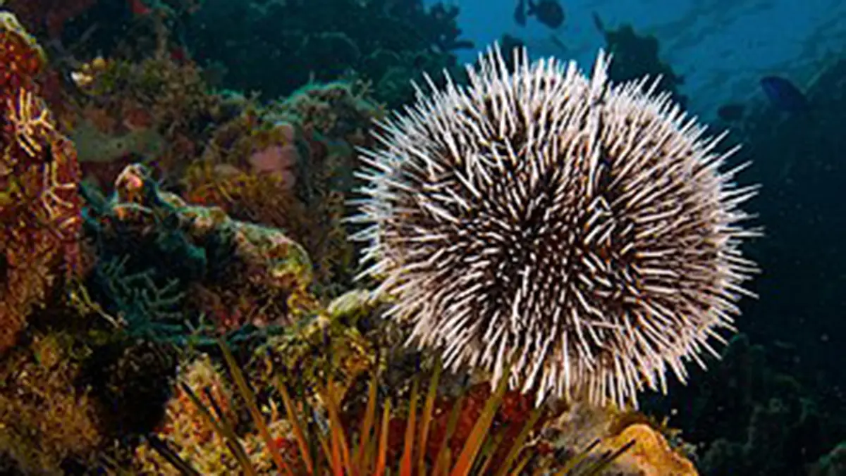 IIT Mandi Coating Mimics Sea Urchins to Fight Implant Germs