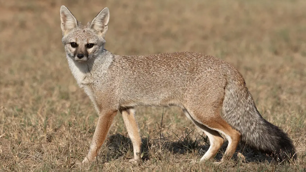 Bengal Fox – a small fox of the Indian subcontinent