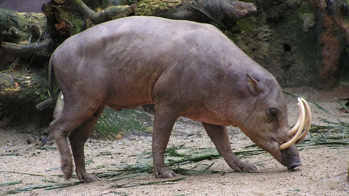 Babirusa Birth Spotlights a Worsening Wild-Population Risk