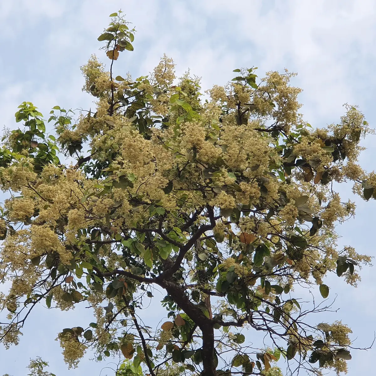 Sal Tree (Shorea robusta)