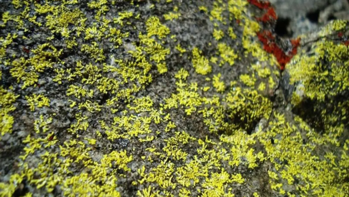 Five New Allographa Lichen Species