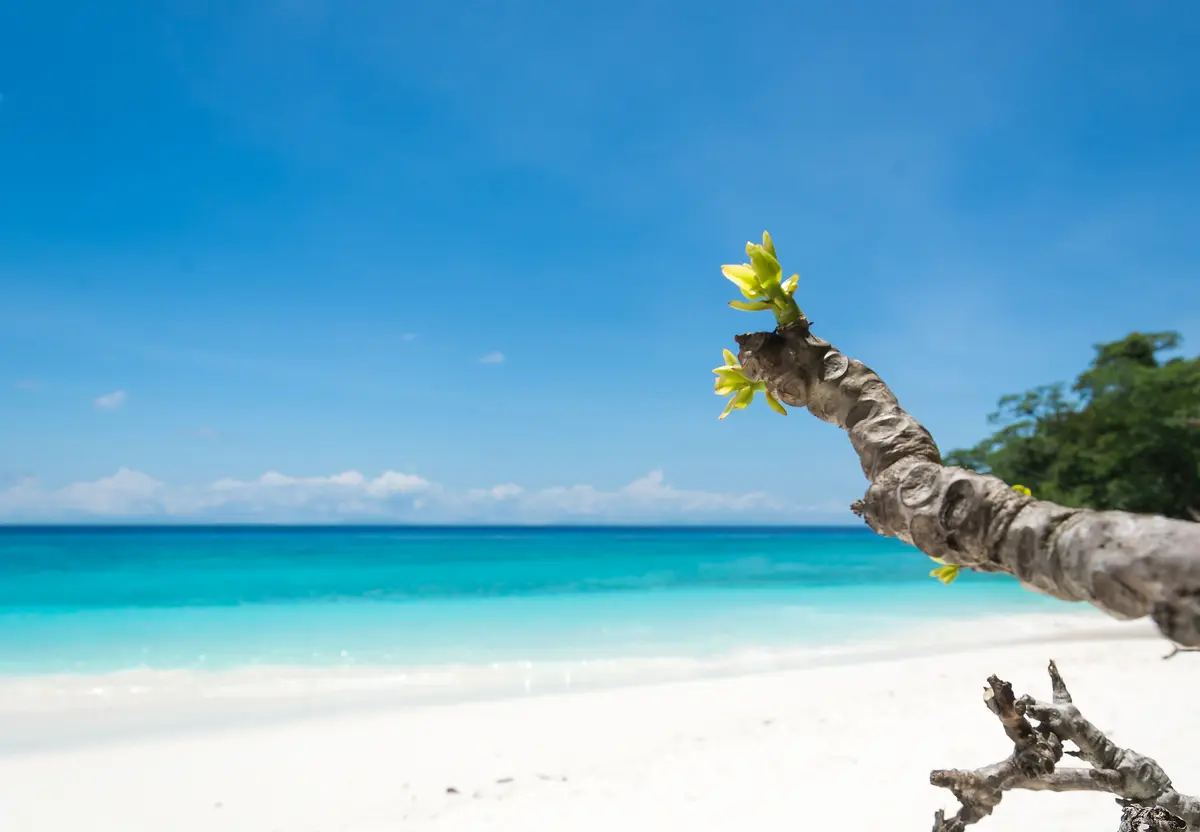Blue Flag eco‑label and India’s certified beaches