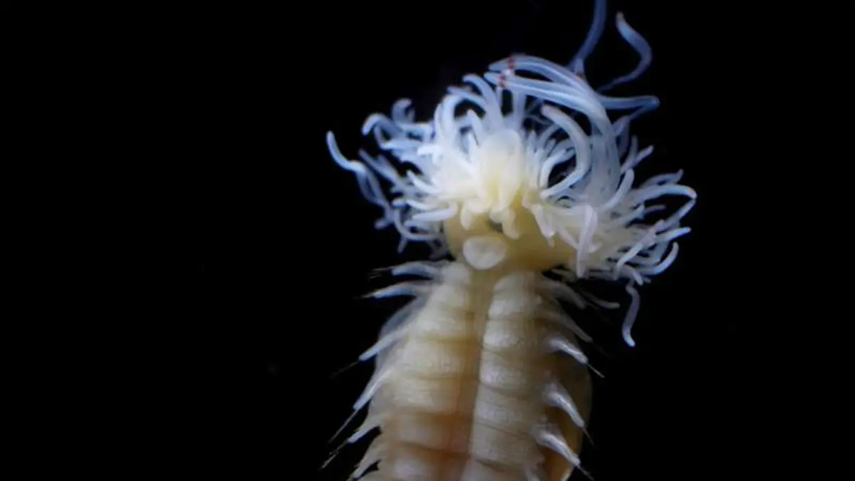 Discovery of New Marine Worm Species