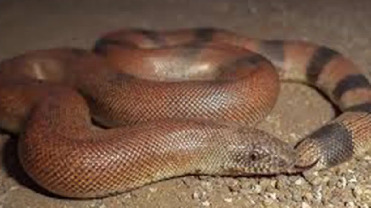 Red Sand Boa – A Protected Burrowing Snake