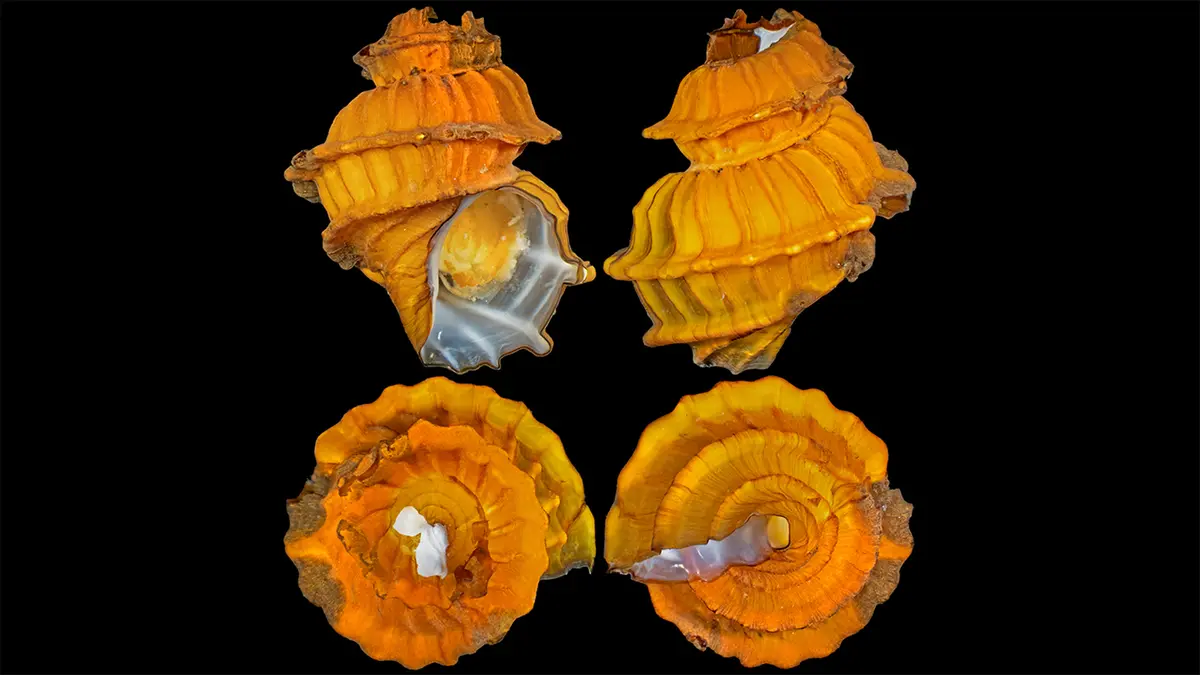 Molluscs, Hydrothermal Vents and Deep-Sea Mining
