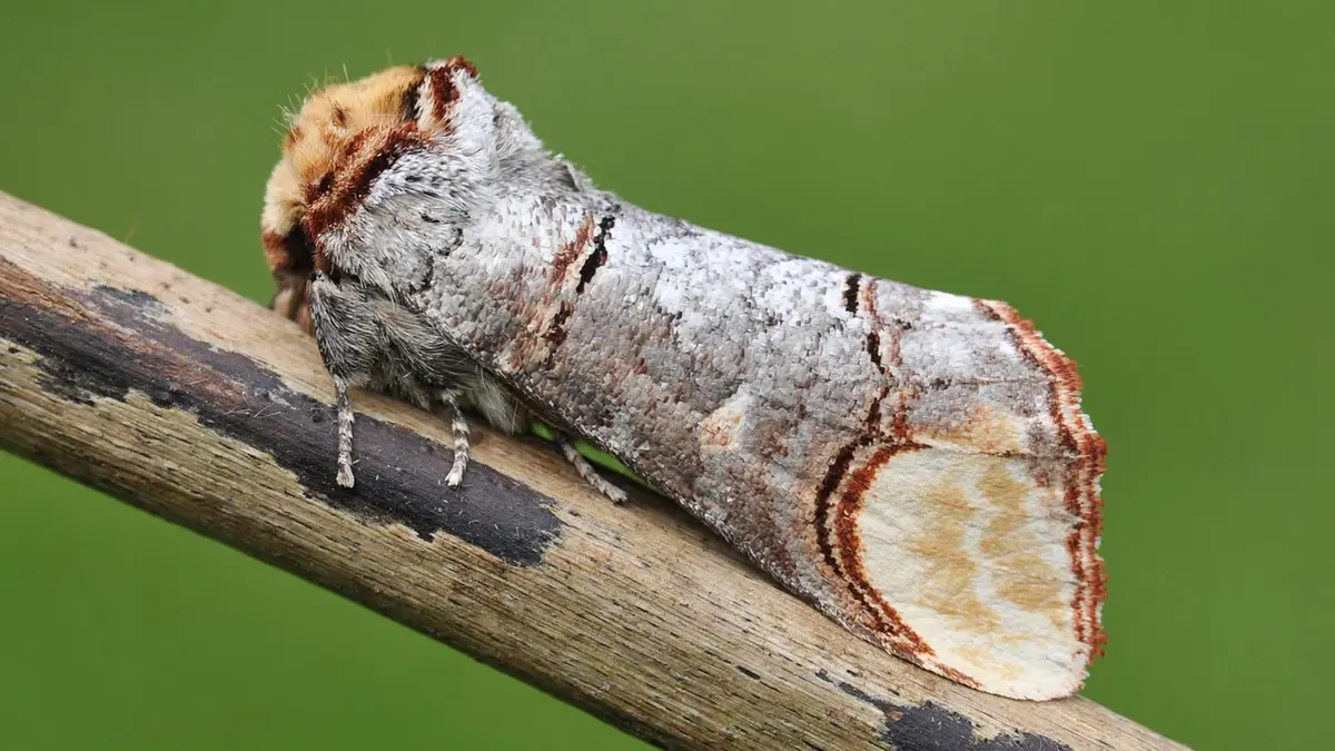 Buff‑Tip Moth