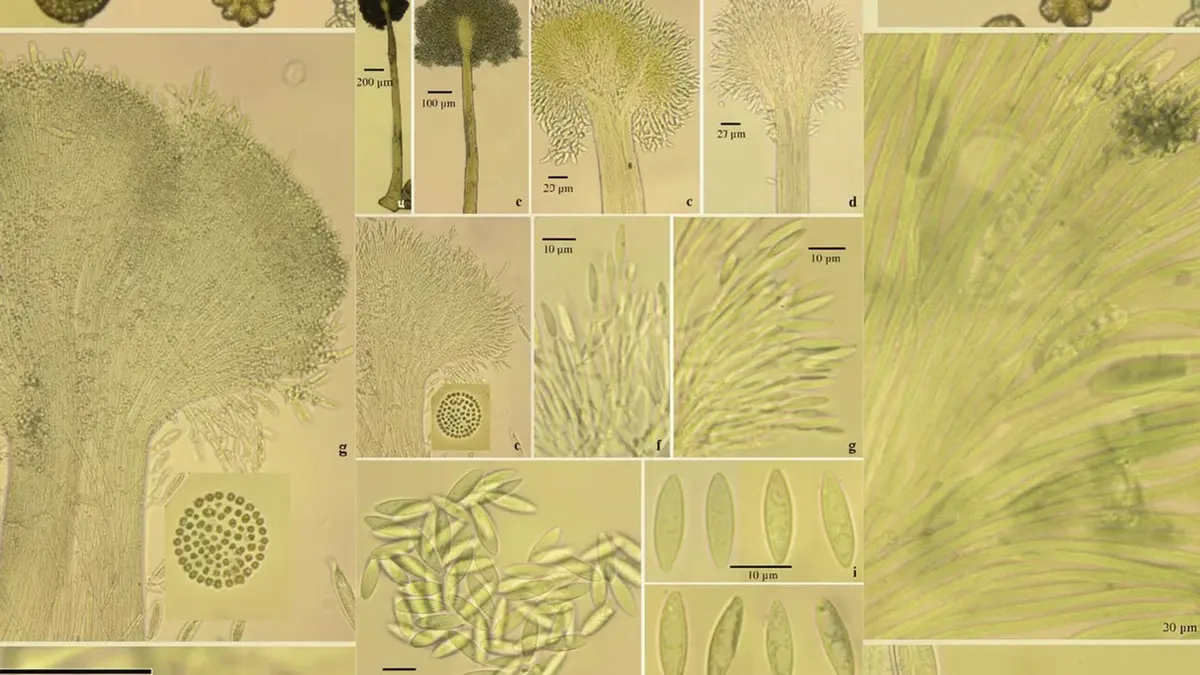 Parasynnemellisia khasiana – A New Fungus from Meghalaya