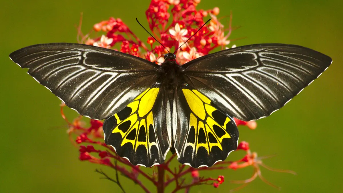 Southern Birdwing – Karnataka’s state butterfly