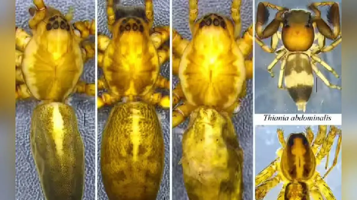 Asemonea dentis and Colyttus nongwar – new jumping spiders from Meghalaya
