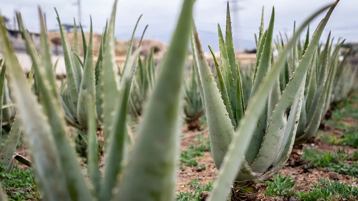Aloe Vera Compounds and Alzheimer’s Disease