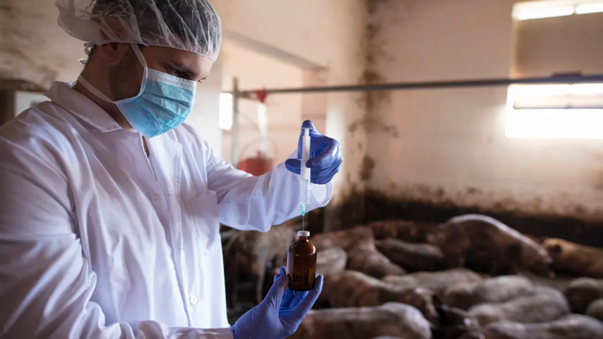 African Swine Fever – a deadly pig disease reaches Mizoram