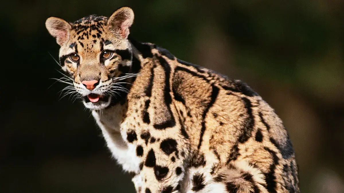 Clouded Leopard: India's Landscape Conservation Action Plan