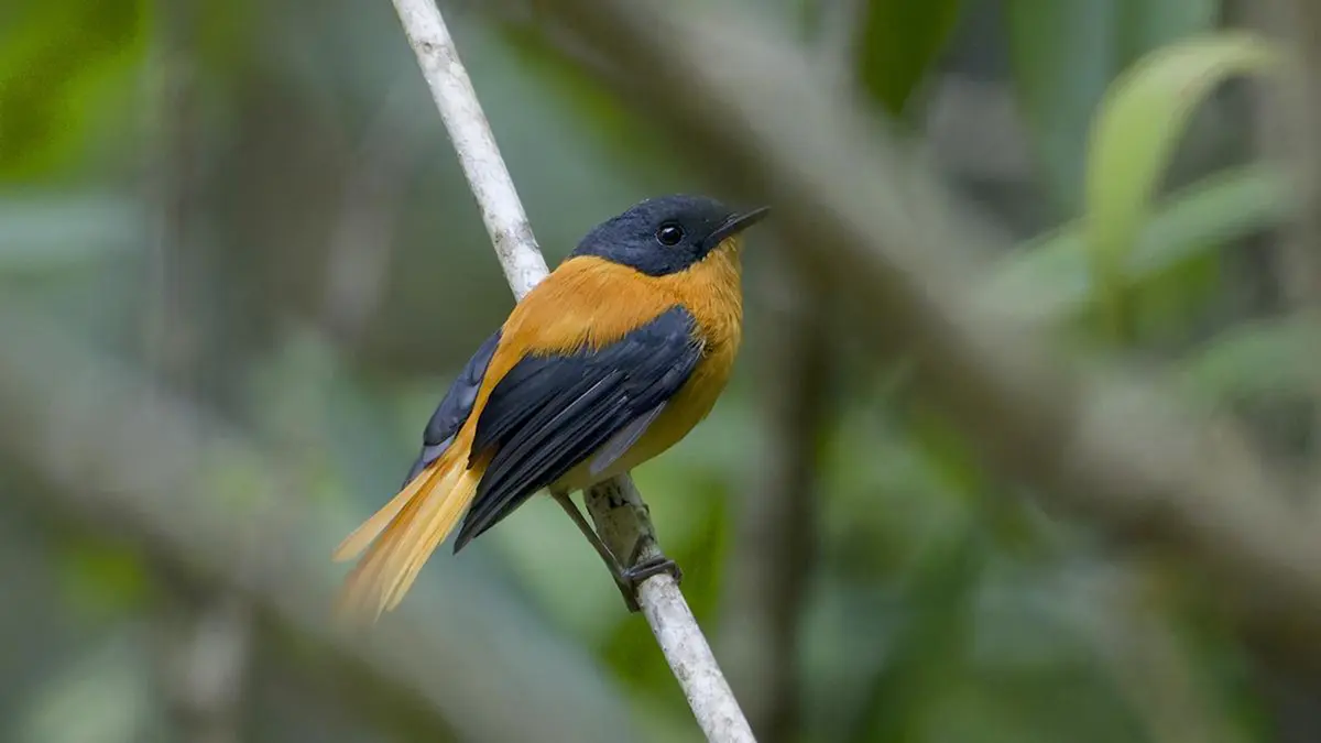 Silent Valley National Park Bird Survey Records Rare Visitors