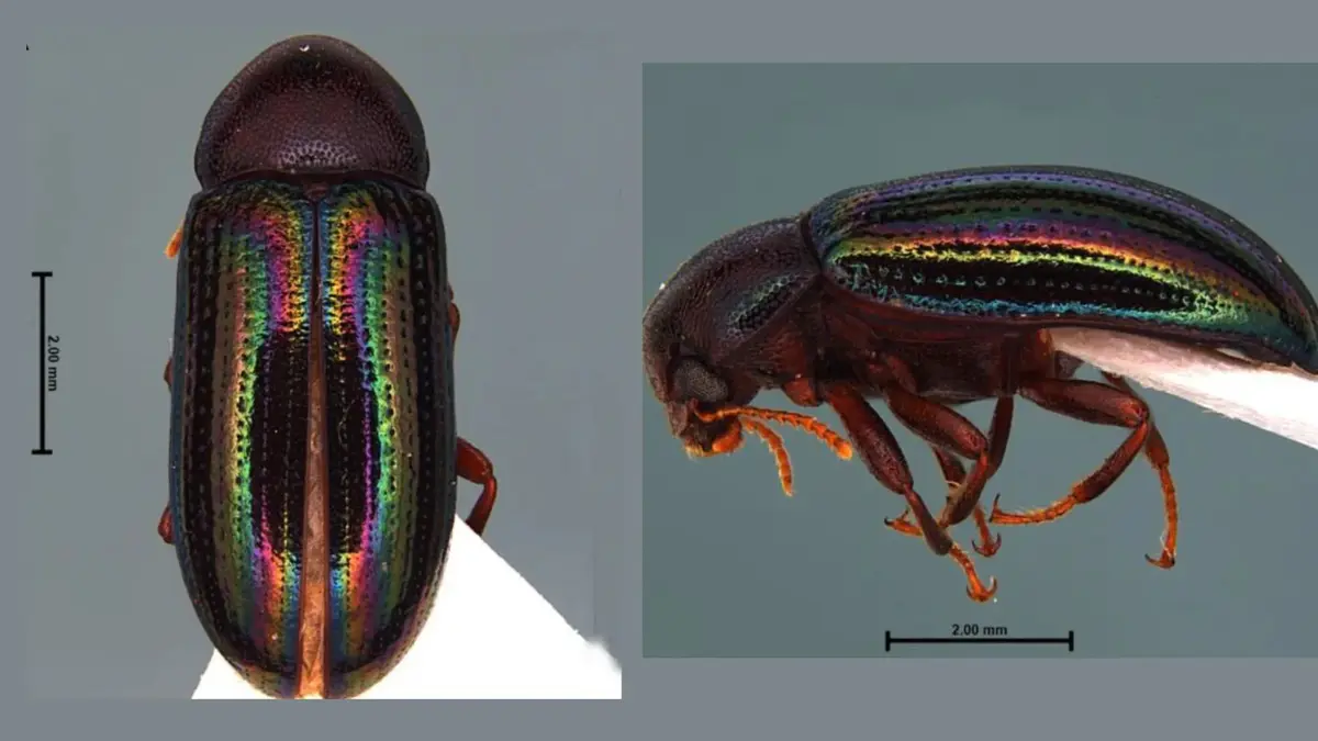 Steneucyrtus wayanadensis: New Darkling Beetle from Wayanad Sanctuary