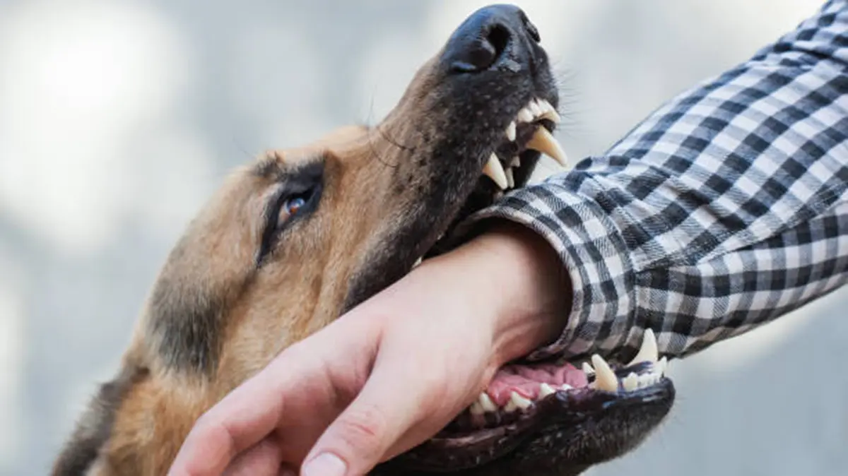 Rabies – Ensuring Vaccine Safety and Eliminating a Deadly Disease