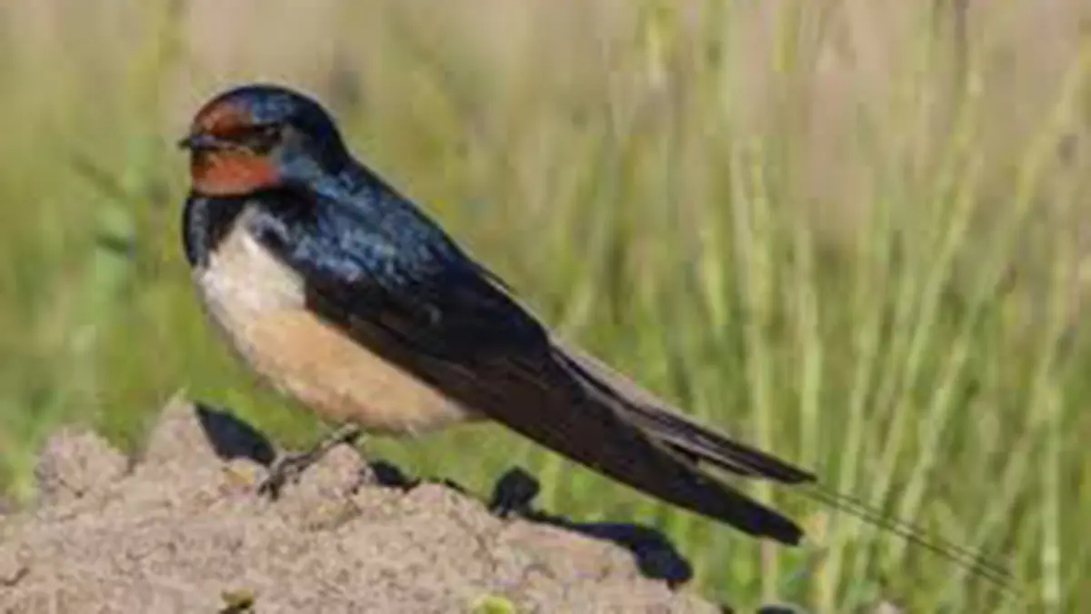 Barn Swallow Becomes Resident in Manipur