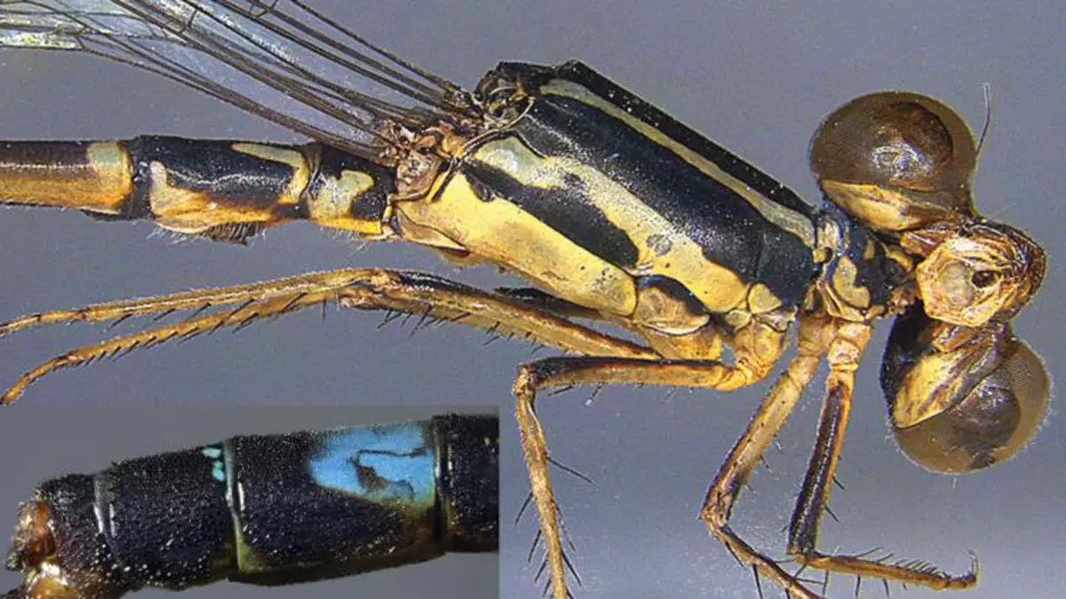 Mortonagrion santha: New Damselfly Species in Andaman Islands