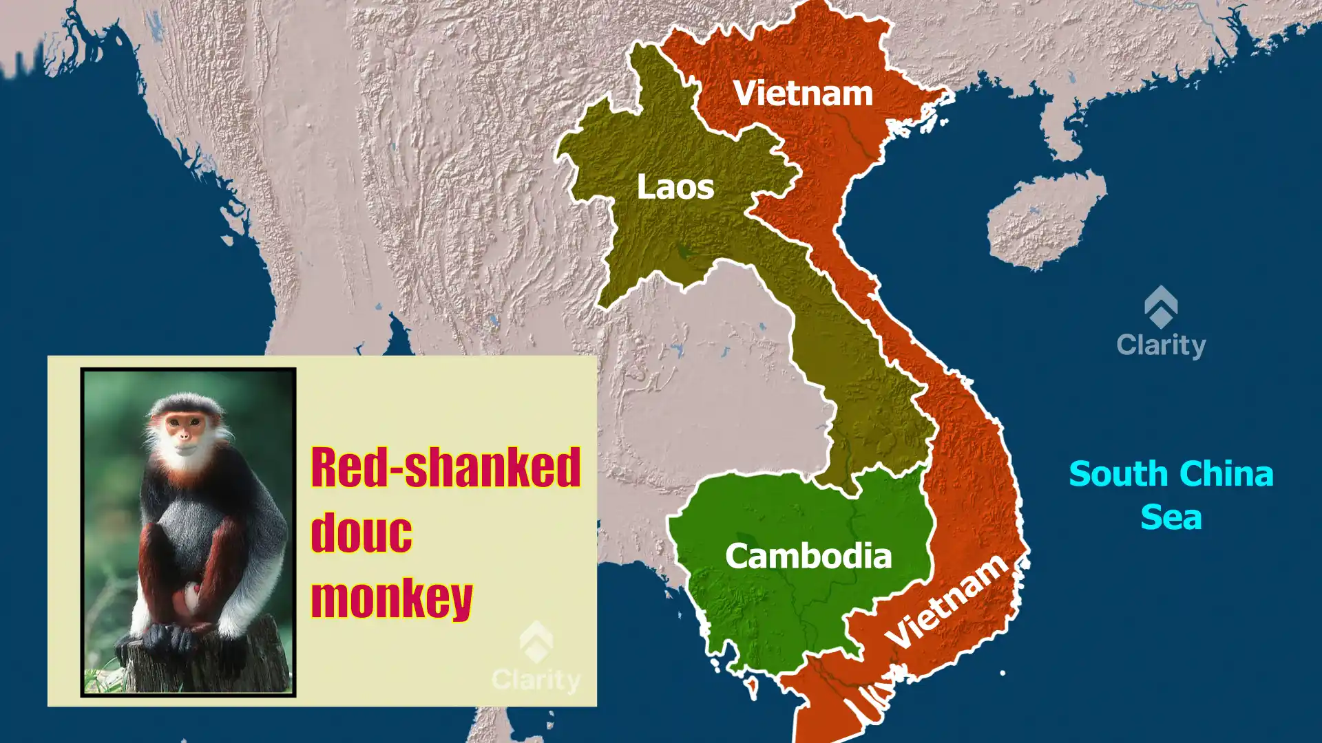 Red‑Shanked Douc Monkeys seized in Bengaluru