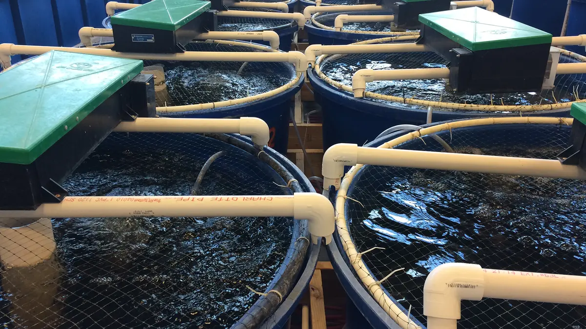 Re‑circulatory Aquaculture System (RAS)