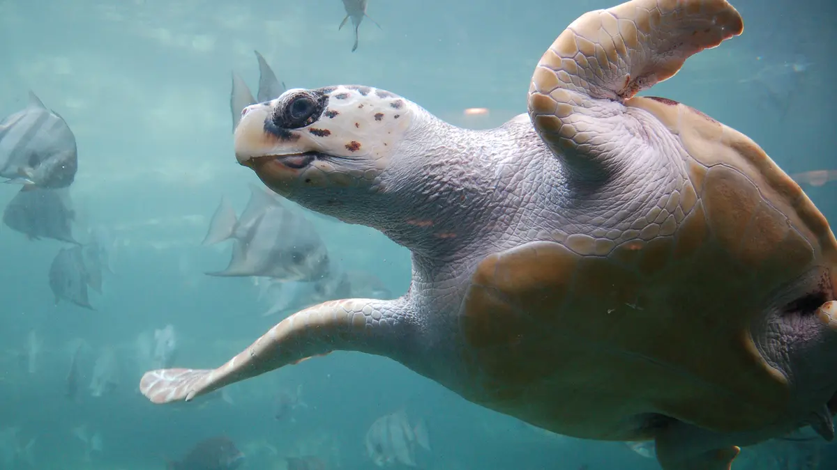 Loggerhead Turtle – Biology and Climate Challenges