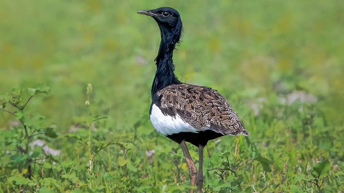 Bengal Florican – Saving a Critically Endangered Bustard