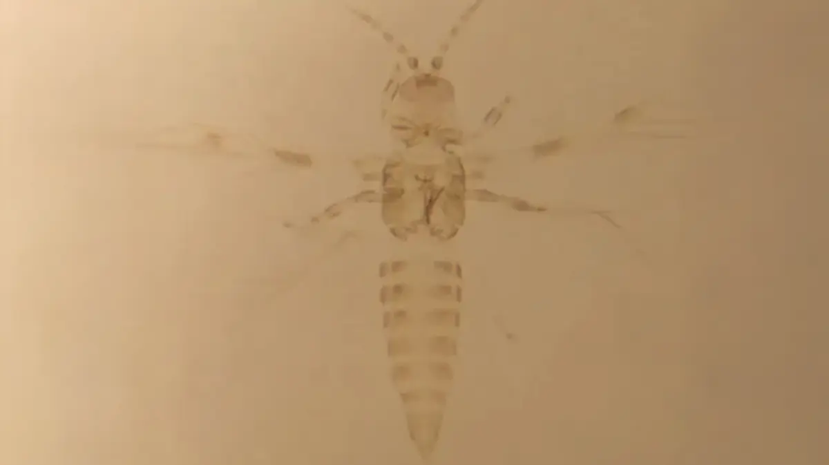 Trachynotothrips vyaghravahini: A New Thrips Species