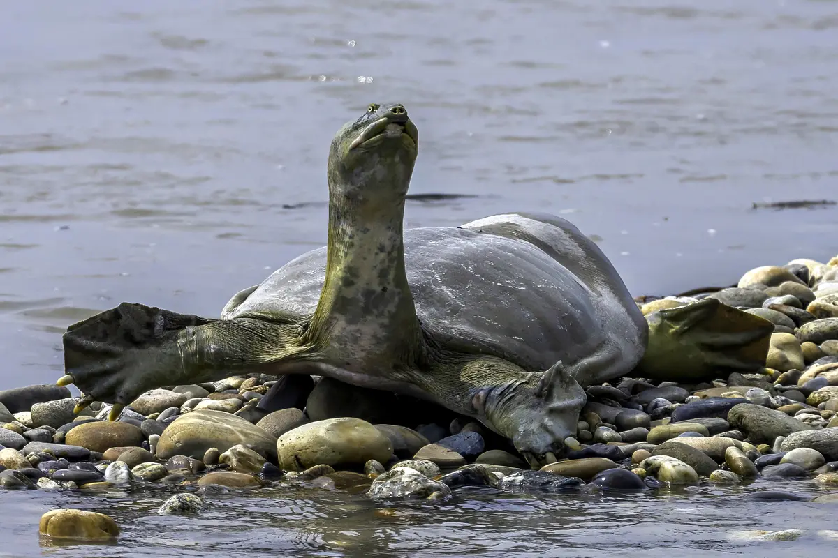 Ganges Soft‑Shell Turtle – Satellite Tagging Programme