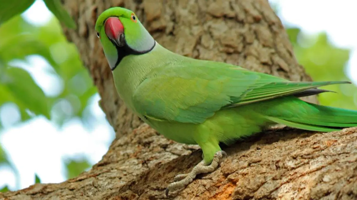 Parrot Bornavirus 4