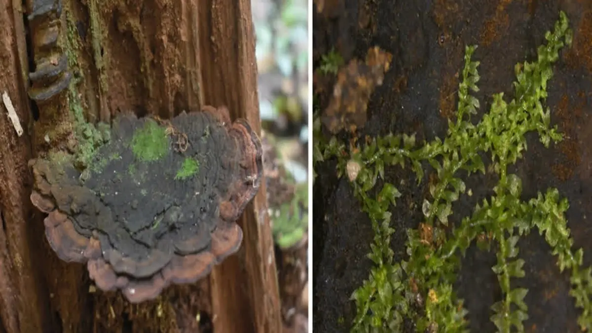 Indocolea devendrae – New Liverwort Genus from Kerala