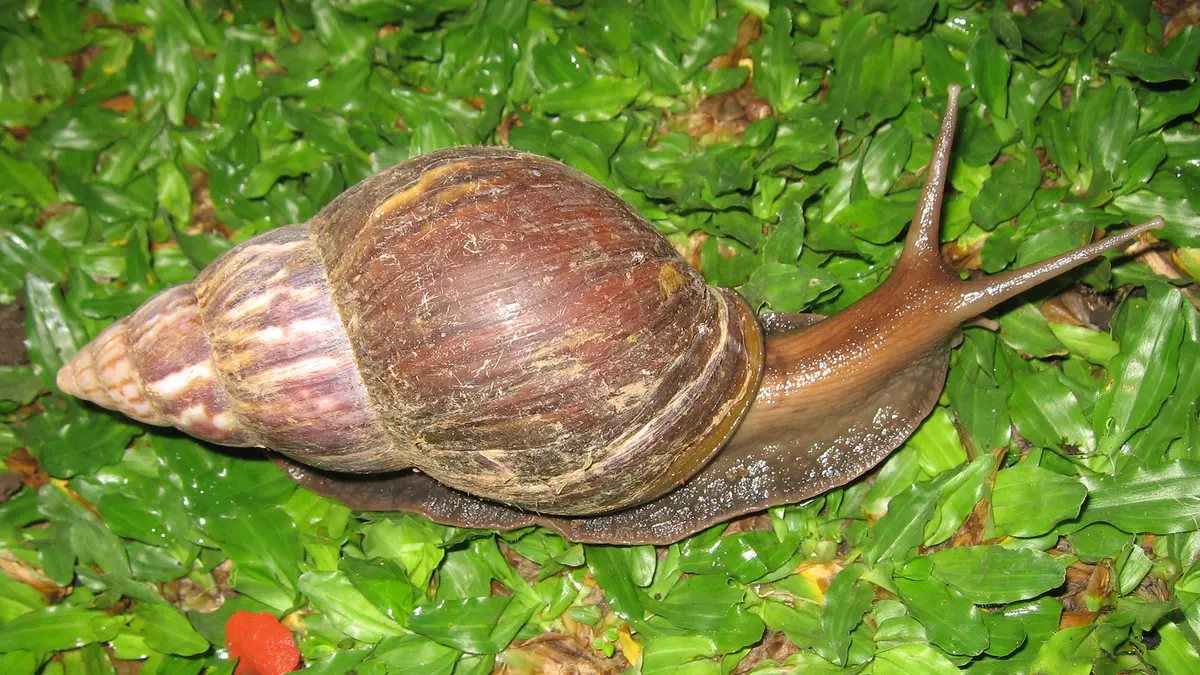 Giant African Snail: Kerala Drive to Clear Bison Valley Farms