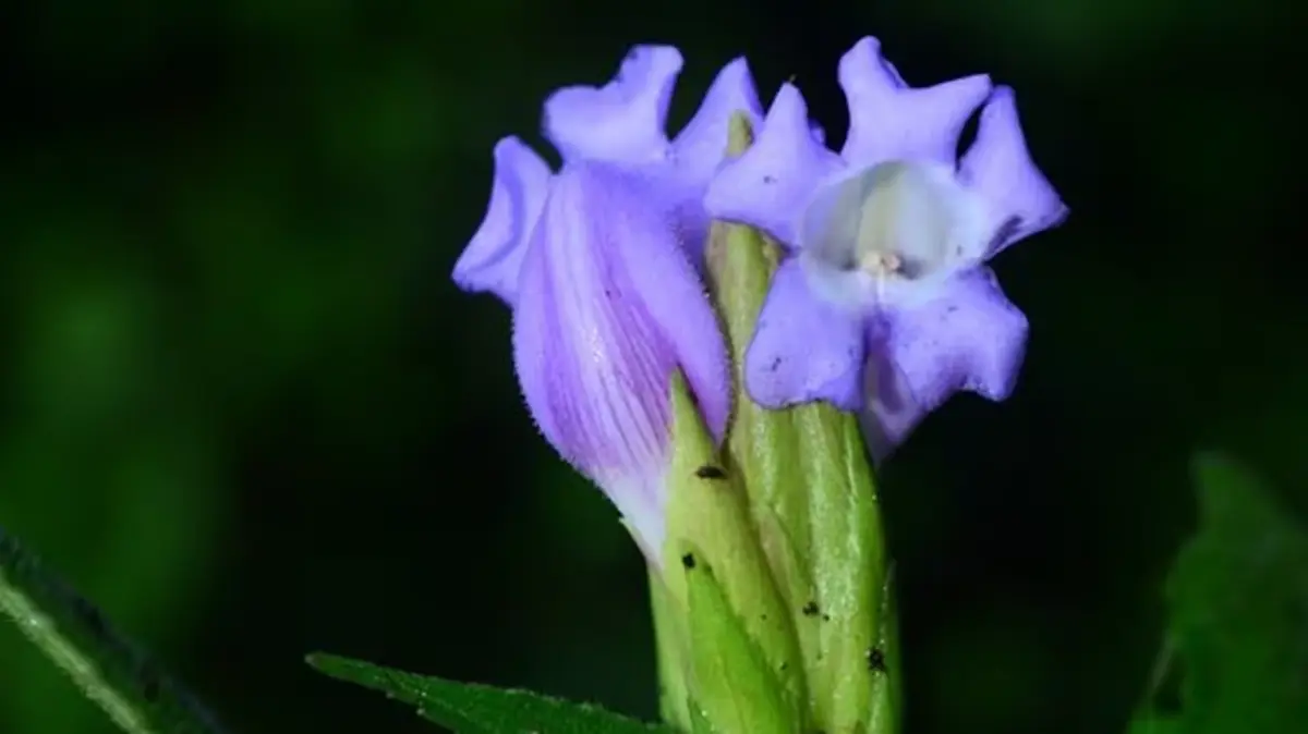 Strobilanthes riteshii – A Newly Discovered Plant Species