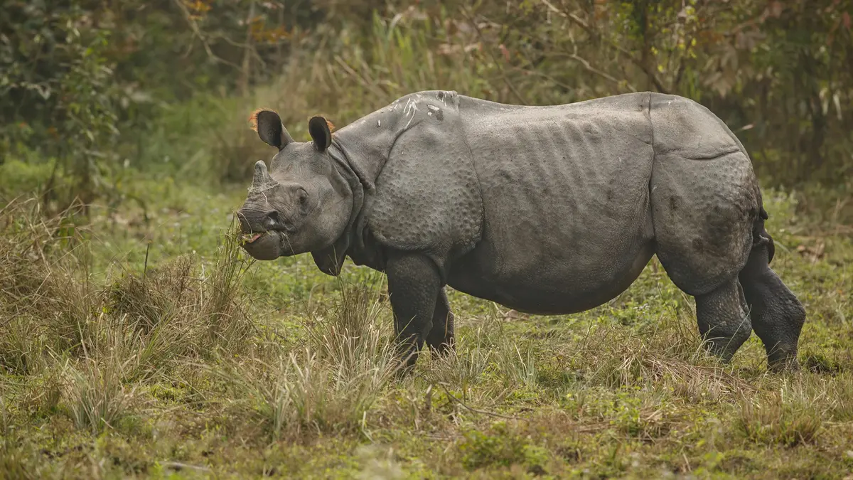 Laokhowa Wildlife Sanctuary, Assam