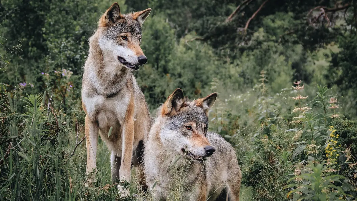 Mahuadanr Wolf Sanctuary