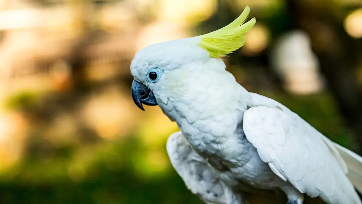 Yellow-Crested Cockatoos