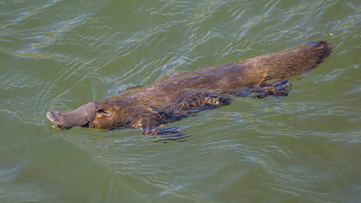Ancient Platypus Fossil Extends Species’ History