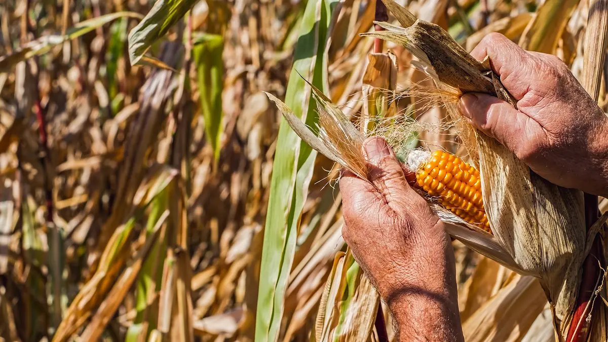 Free trade deals threaten farmers’ seed rights, warns GRAIN