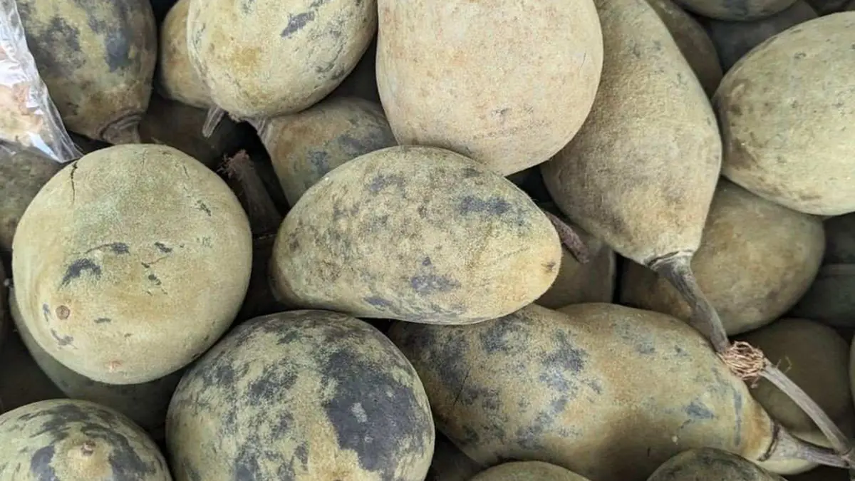 Khurasani Imli (Mandu’s Baobab fruit)