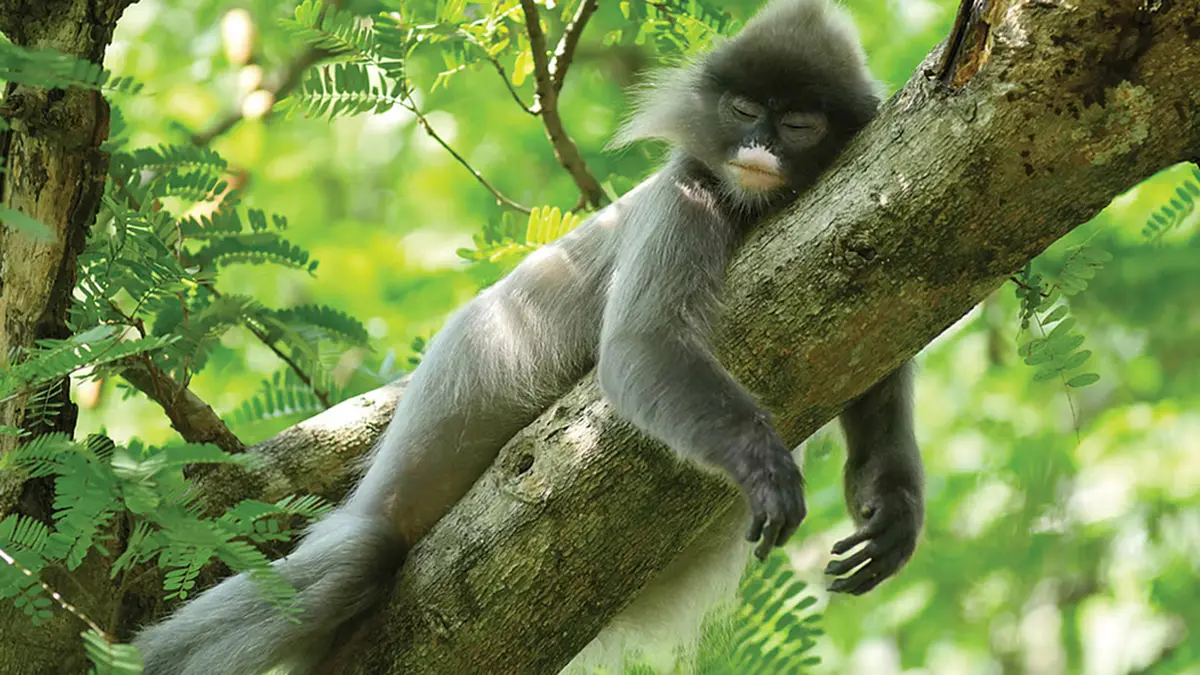 Phayre’s Leaf Monkey