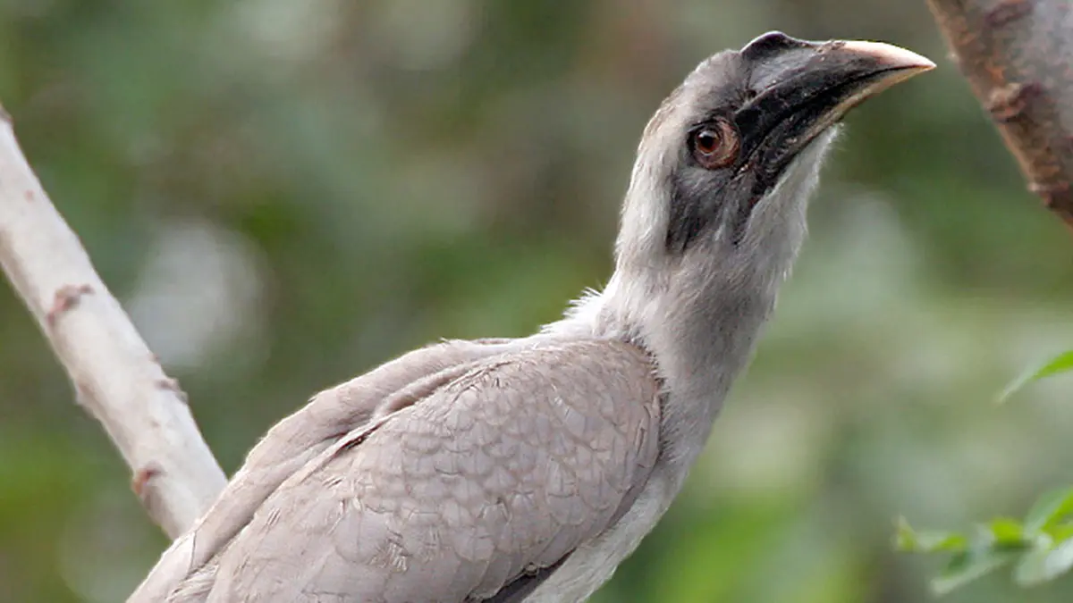 Indian Grey Hornbill – Voted Bird of Tirupattur