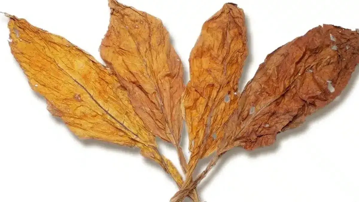 Flue-Cured Virginia Tobacco